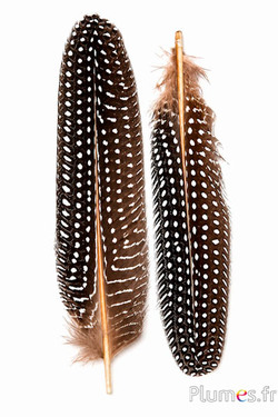 Parelhoen - 16-20 cm - natuurlijk